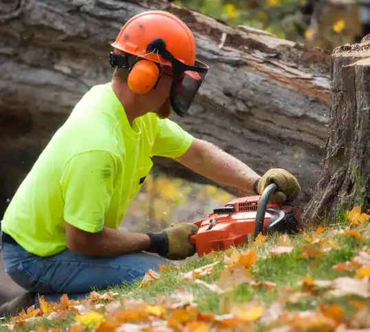 tree services Roosevelt Park